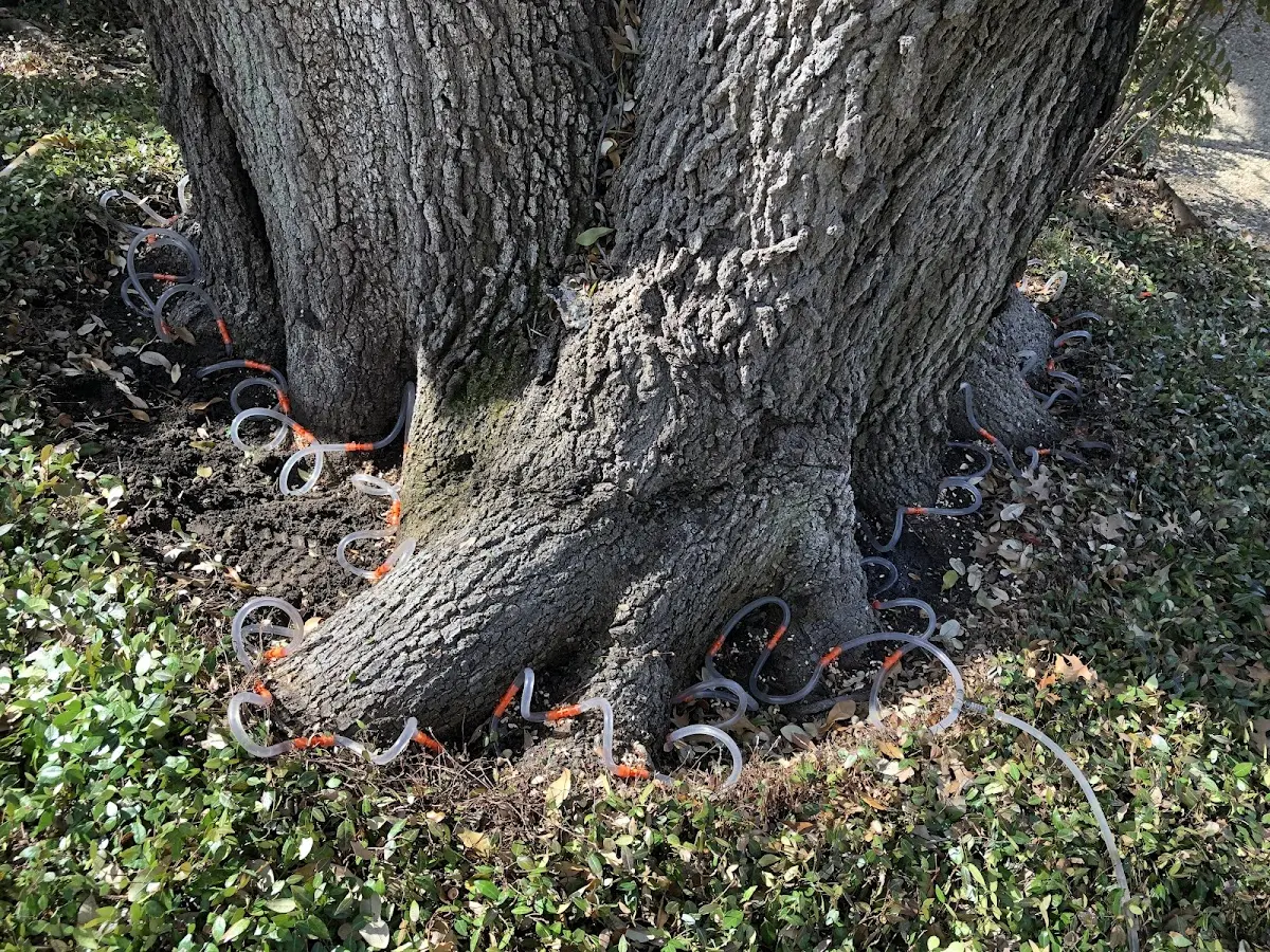 Detailed Tree Cabling and Bracing job site in Willard